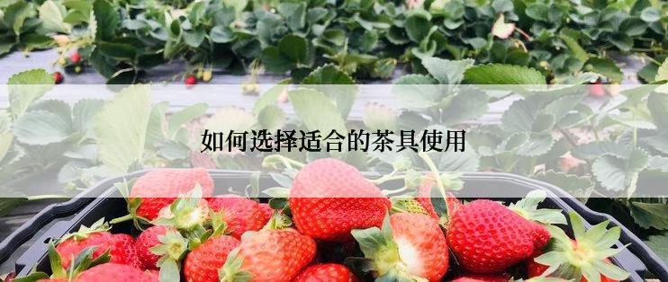 如何选择适合的茶具使用