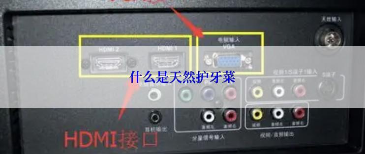 什么是天然护牙菜