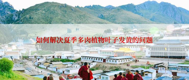 如何解决夏季多肉植物叶子发黄的问题