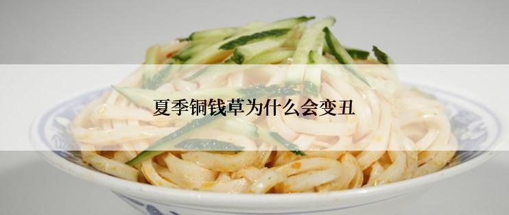 夏季铜钱草为什么会变丑