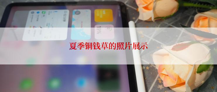 夏季铜钱草的照片展示