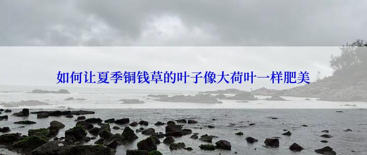 如何让夏季铜钱草的叶子像大荷叶一样肥美