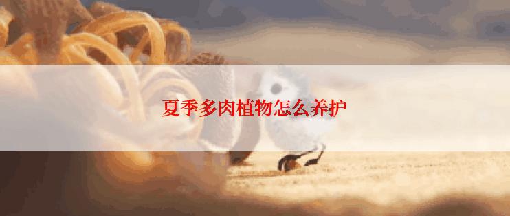 夏季多肉植物怎么养护