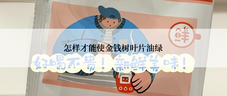 怎样才能使金钱树叶片油绿