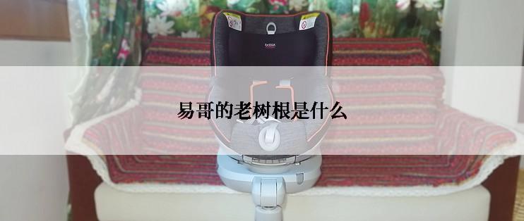 易哥的老树根是什么