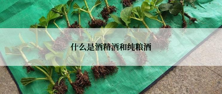 什么是酒精酒和纯粮酒