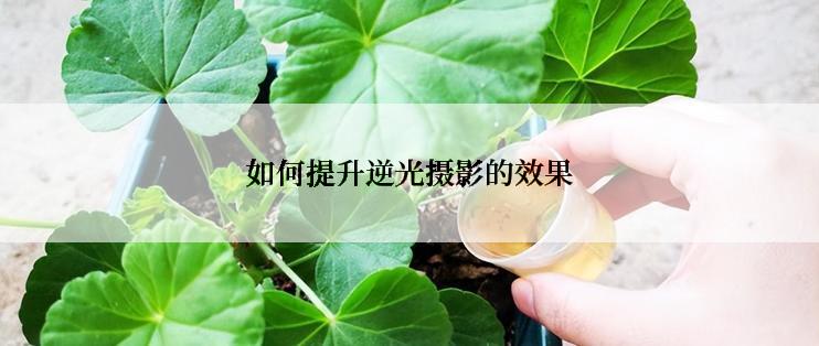 如何提升逆光摄影的效果