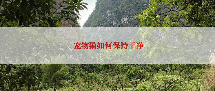  宠物猫如何保持干净