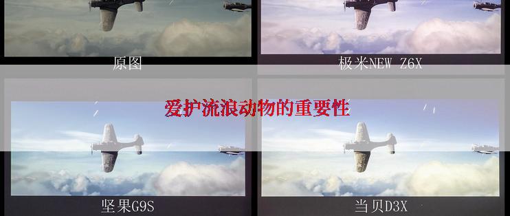  爱护流浪动物的重要性