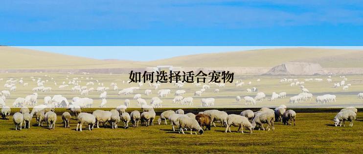 如何选择适合宠物
