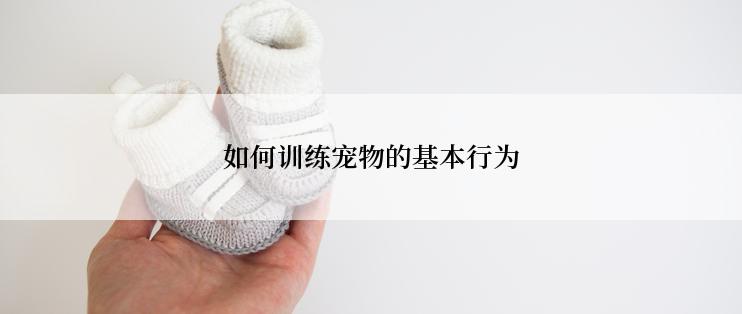 如何训练宠物的基本行为