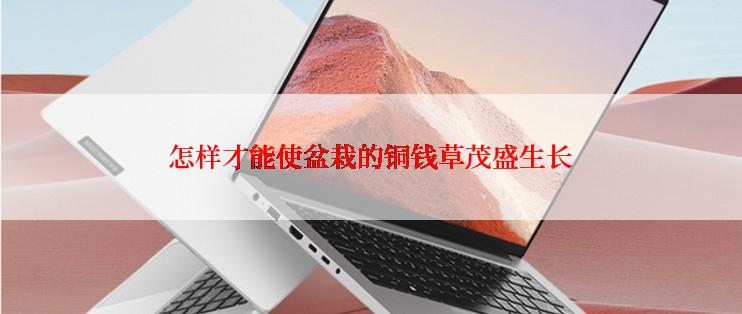 怎样才能使盆栽的铜钱草茂盛生长