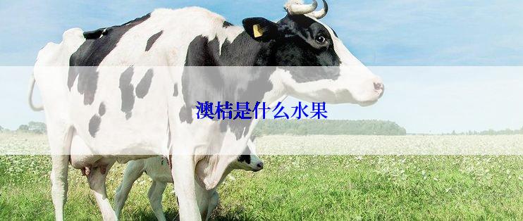 澳桔是什么水果