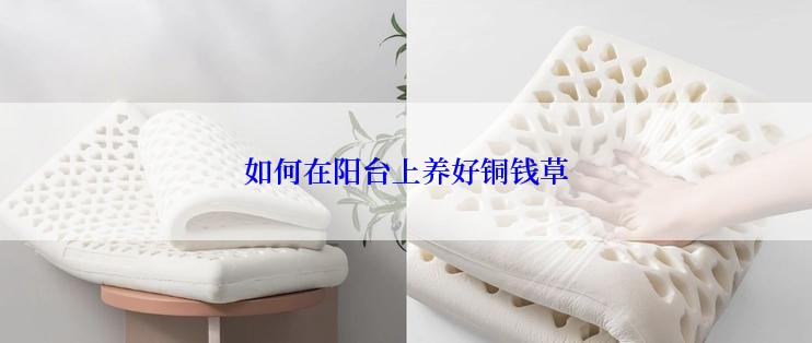 如何在阳台上养好铜钱草