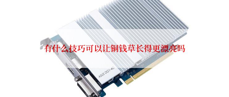 有什么技巧可以让铜钱草长得更漂亮吗