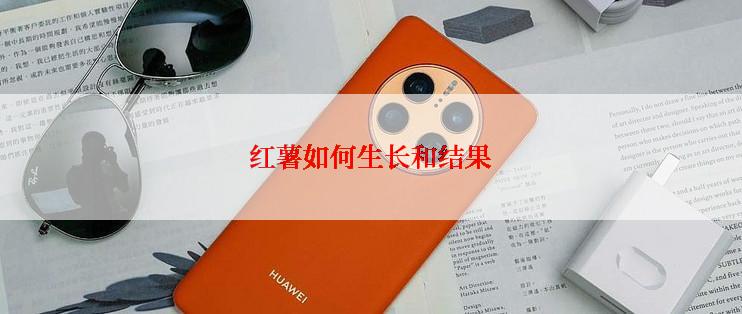 红薯如何生长和结果