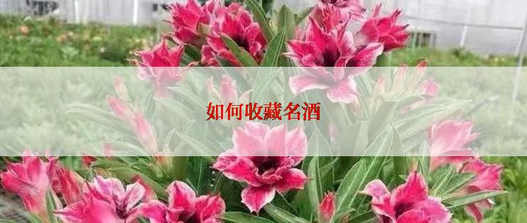 如何收藏名酒