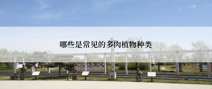 哪些是常见的多肉植物种类