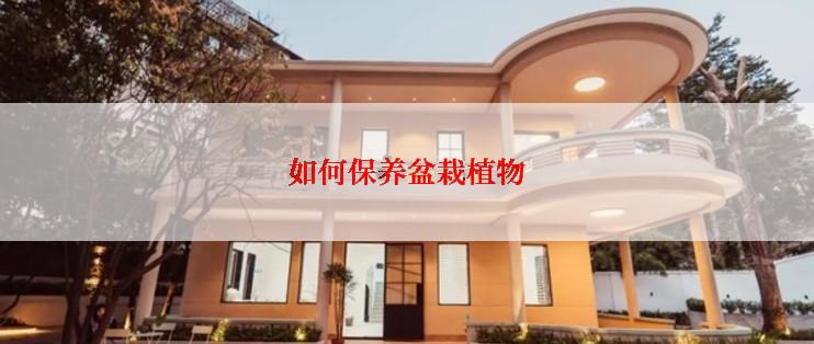 如何保养盆栽植物