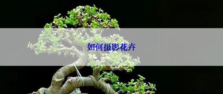 如何摄影花卉