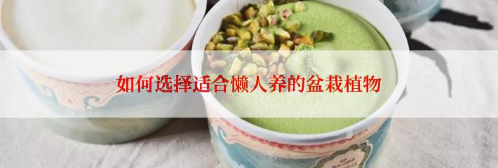 如何选择适合懒人养的盆栽植物