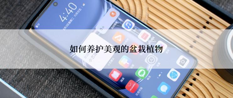 如何养护美观的盆栽植物