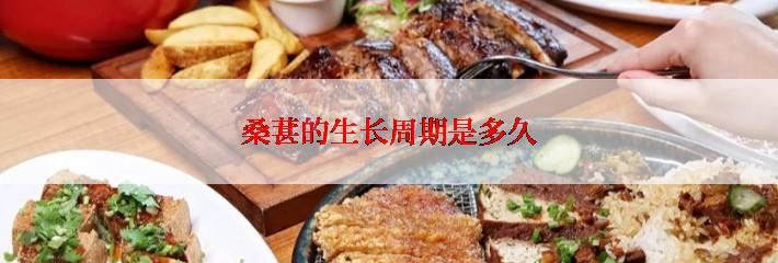桑葚的生长周期是多久