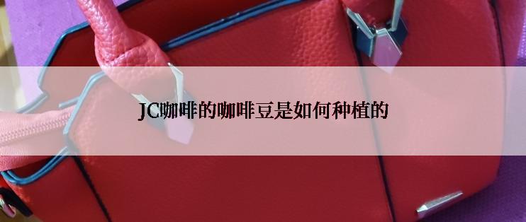 JC咖啡的咖啡豆是如何种植的