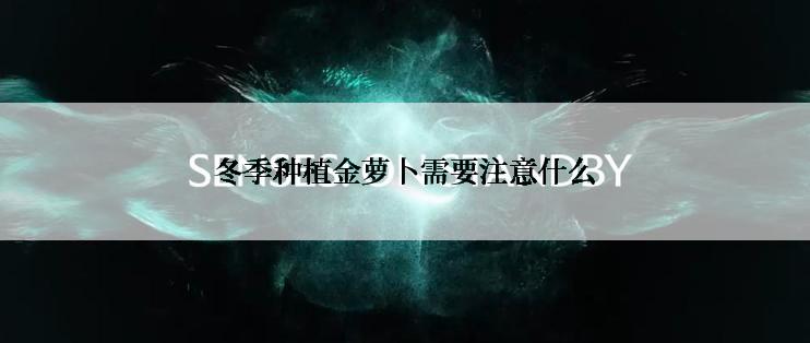 冬季种植金萝卜需要注意什么