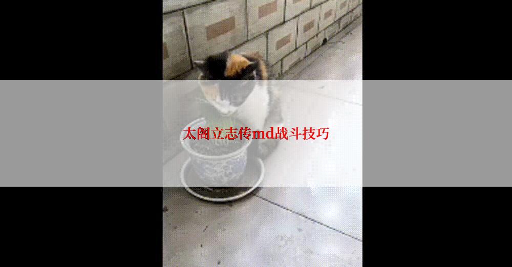 太阁立志传md战斗技巧