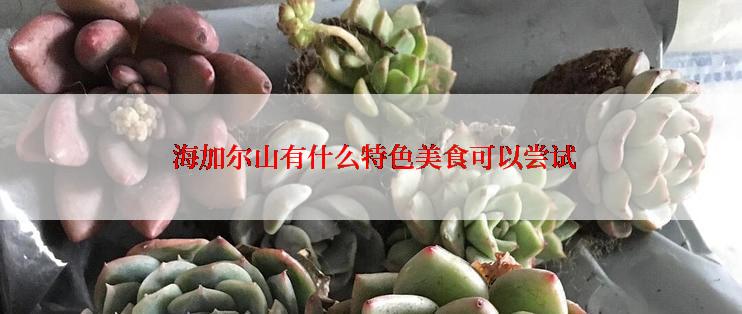  海加尔山有什么特色美食可以尝试