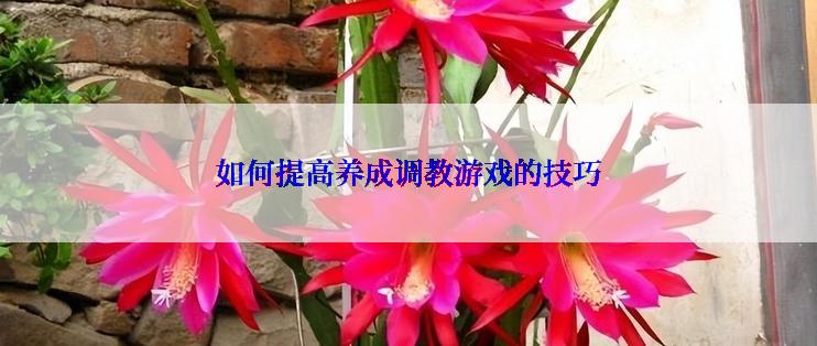 如何提高养成调教游戏的技巧