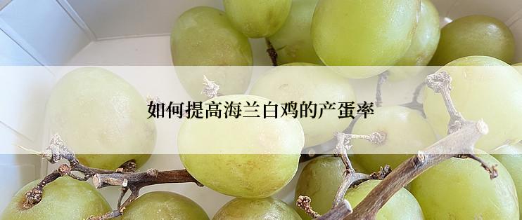 如何提高海兰白鸡的产蛋率