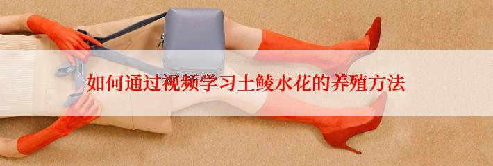 如何通过视频学习土鲮水花的养殖方法