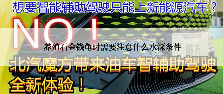 养殖石金钱龟时需要注意什么水深条件