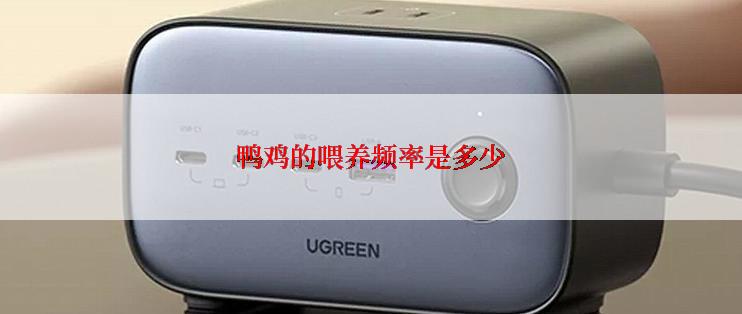 鸭鸡的喂养频率是多少