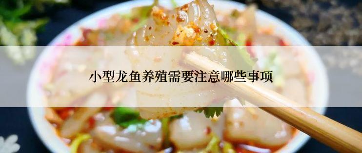 小型龙鱼养殖需要注意哪些事项