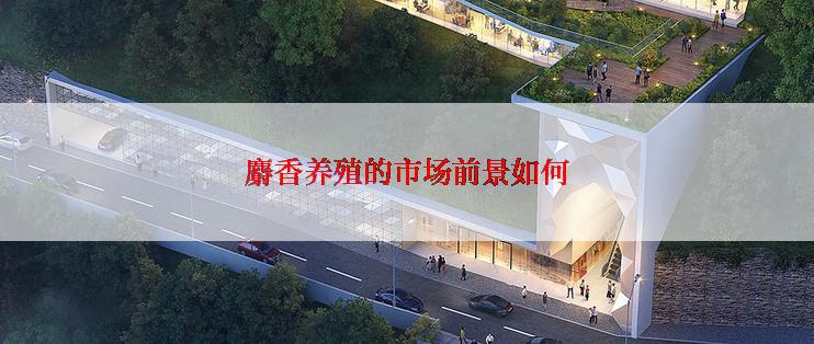 麝香养殖的市场前景如何