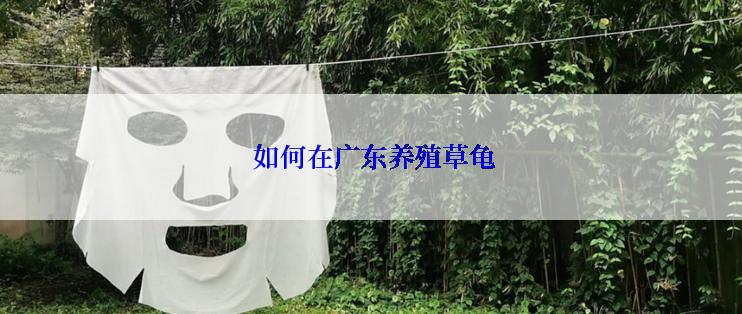  如何在广东养殖草龟