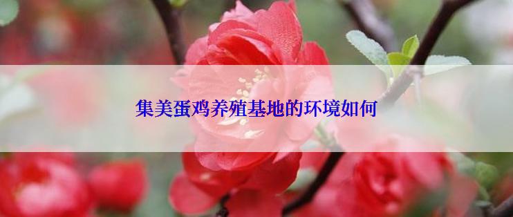 集美蛋鸡养殖基地的环境如何