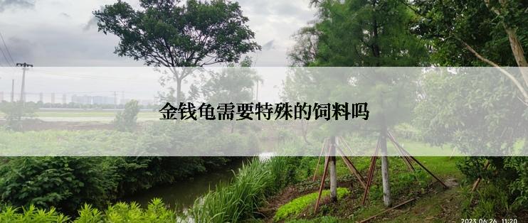 金钱龟需要特殊的饲料吗