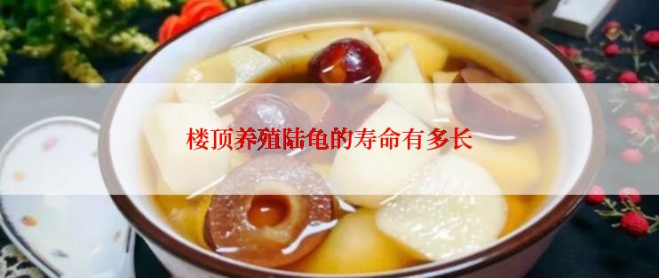 楼顶养殖陆龟的寿命有多长