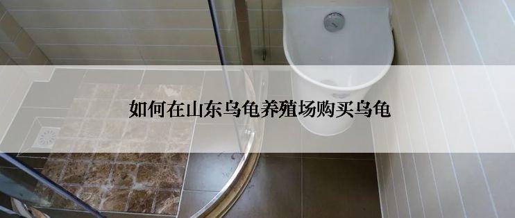  如何在山东乌龟养殖场购买乌龟