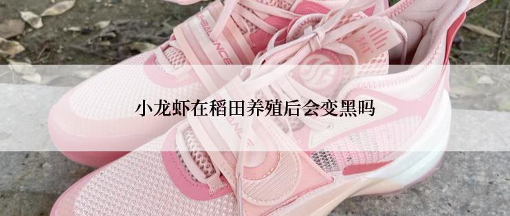 小龙虾在稻田养殖后会变黑吗