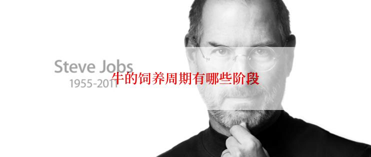 牛的饲养周期有哪些阶段