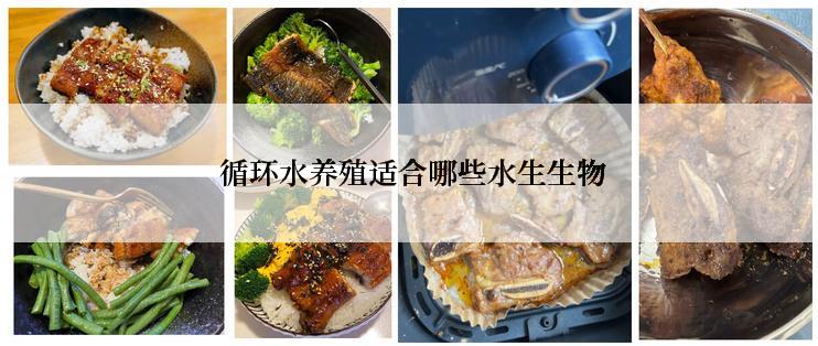  循环水养殖适合哪些水生生物