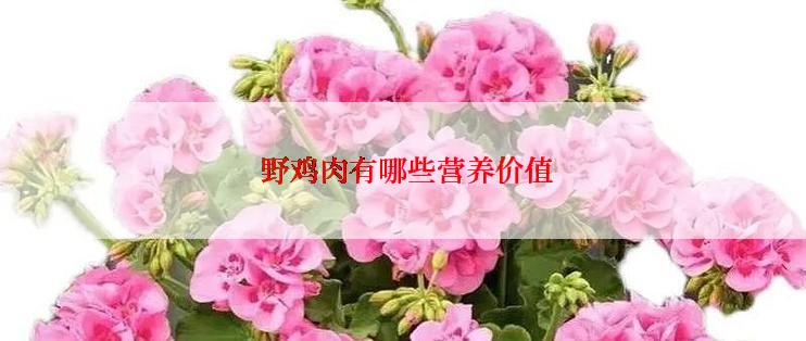  野鸡肉有哪些营养价值