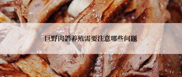 巨野肉鸽养殖需要注意哪些问题