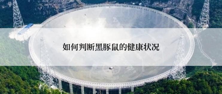 如何判断黑豚鼠的健康状况