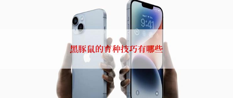 黑豚鼠的育种技巧有哪些